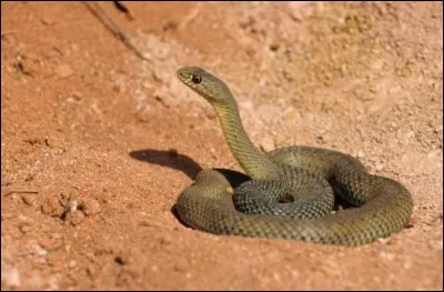Cette couleuvre, appelée "couleuvre de Montpellier" est-elle venimeuse ?