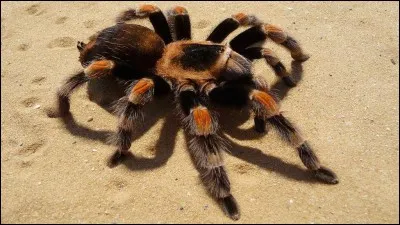Quelle est cette énorme araignée très dangereuse ?