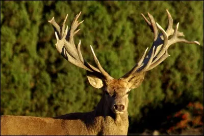 À partir du moment où il porte des dagues, deux andouillers se forment sur chaque bois, puis un par an, jusqu'à quel âge ?