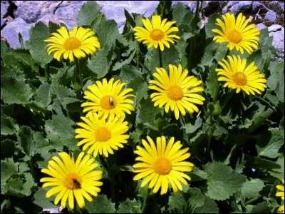 À la maison, on peut fabriquer de l'alcool d'arnica en faisant macérer les fleurs dans de l'eau de vie. C'est un excellent digestif et son ingestion est recommandée en cas d'hématomes.