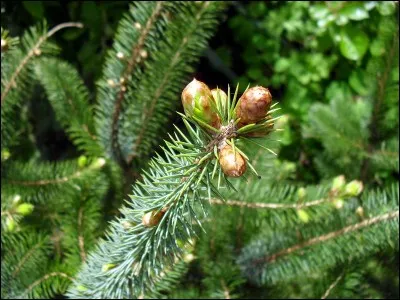 On peut faire des infusions de bourgeons de pins qui ont des propriétés respiratoires.