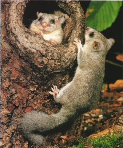 D'où vient l'expression "dormir comme un loir" ?