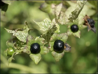 La Belladone est un pur poison, comment va-t-elle vous faire rejoindre Saint-Pierre ?