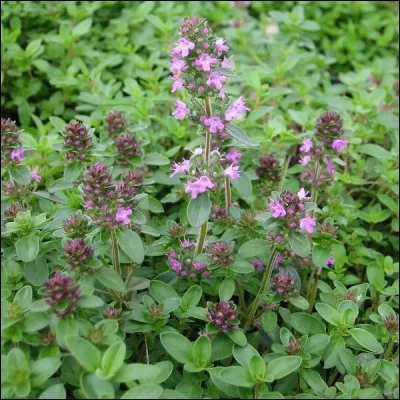 Quelle est cette plante aromatique ?