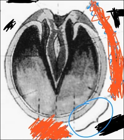 Comment s'appelle la partie du pied entourée sur cette image ?
