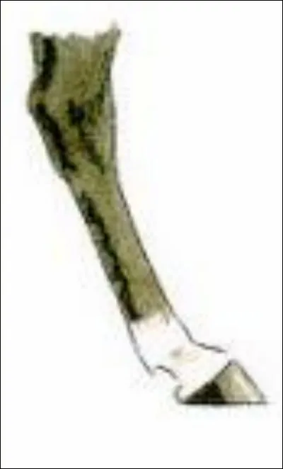 Comment s'appelle cette sorte de balzane ?