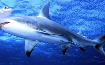 Quiz Requins