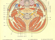Quiz Anatomie du cou