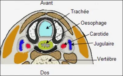 Ces viscères sont du cou, sauf...