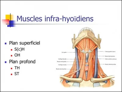 Ces muscles du cou sont dits infra-hyoïdiens, sauf...