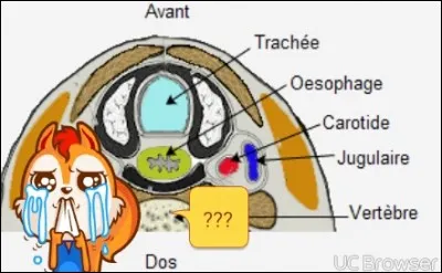 Lequel des muscles du cou recouvre la gaine carotidienne latéralement ?