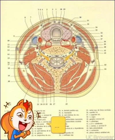 Lequel des éléments n'est pas dans la gaine carotidienne ?