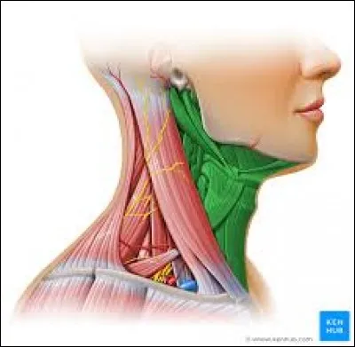Lesquels de ces muscles délimitent le grand triangle supra-claviculaire ?