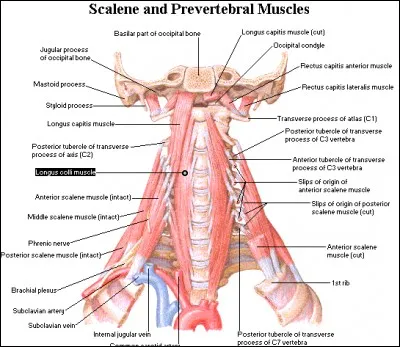 Quels muscles du cou sont prévertébraux ?