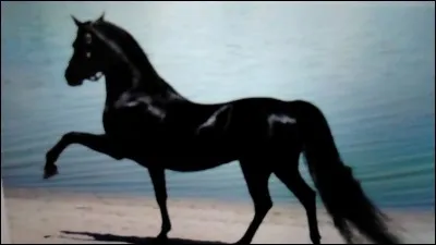 Quel est le cheval le plus populaire ?