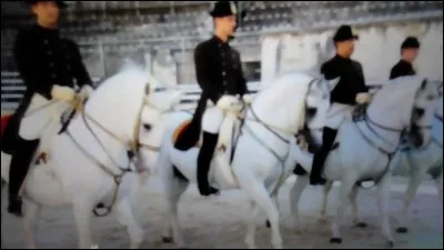 Le Lipizzan est le cheval de haute école ...