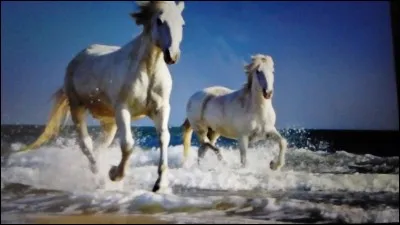 Quel est le mode de vie du cheval de Camargue ?