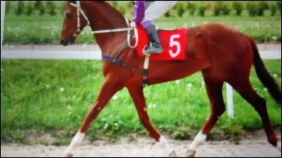 Quel est le cheval le plus rapide du monde ?