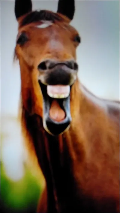 On estime l'âge du cheval avec :