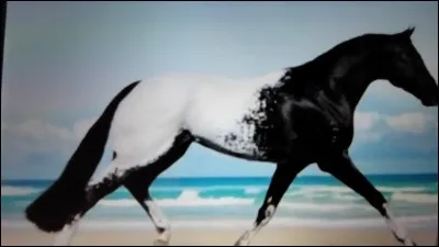 Combien d'allures a un cheval ?