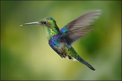 Quelle est la race de cet oiseau ?