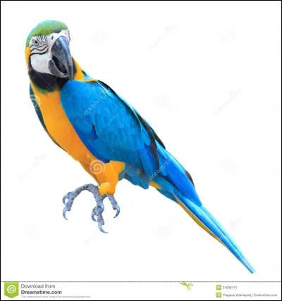 Quelle est la race de cet oiseau ?