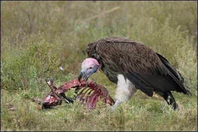 Quelle est la race de cet oiseau ?