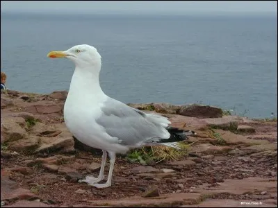 Quelle est la race de cet oiseau ?