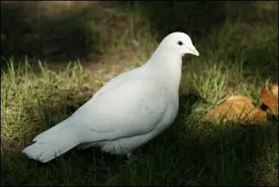 Quelle est la race de cet oiseau ?