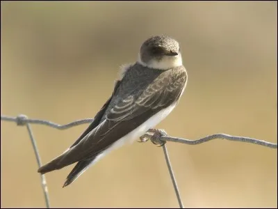 Quelle est la race de cet oiseau ?