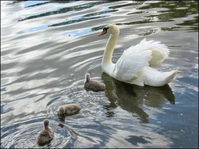 Comment s'appelle le bébé du cygne ?