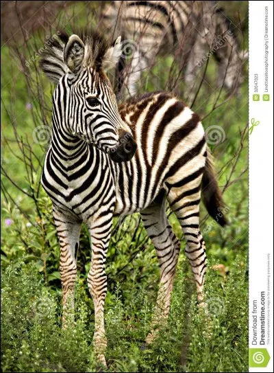 Comment s'appelle le bébé du zèbre ?