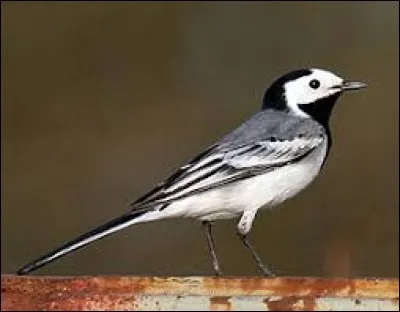 Quel oiseau passereau vivant près des cours d'eau est aussi appelé hochequeue ou lavandière ?
