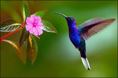 Quel oiseau des régions tropicales de l'Amérique est aussi appelé oiseau-mouche à cause de sa petite taille et de ses battements d'ailes rapides?