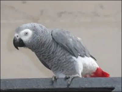 Quel est l'autre nom du jaco, perroquet des forêts d'Afrique occidentale ?