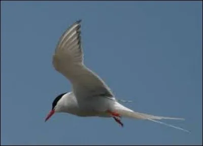 Quel oiseau palmipède vivant sur les côtes est aussi appelé hirondelle de mer ?