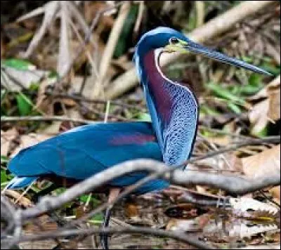 Quel oiseau d'Amérique du Sud est aussi appelé oiseau-trompette à cause du cri éclatant du mâle ?