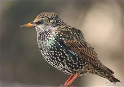 Quel est l'autre nom de l'étourneau ?