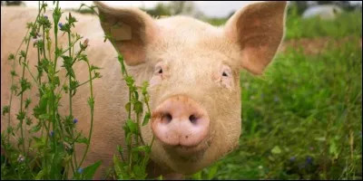 Quel est cet animal ?