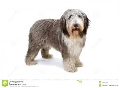 Quelles parties du corps de Merlin, Bercelet possède-t-il ?