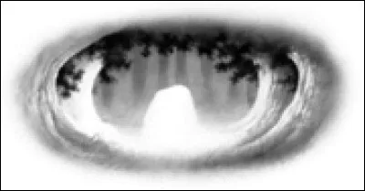 Peu avant son baptême de guerrier, Plume de Jais reçoit un signe du clan des Étoiles l'invitant à partir chercher minuit là où le soleil sombre dans l'eau... L'apprenti se rend aux Quatre Chênes où il rencontre les élus des autres clans. Mais qui sont ces autres chats ?
(Sélectionnez aussi les chats qui n'ont pas été invités, qui sont venus pour accompagner)