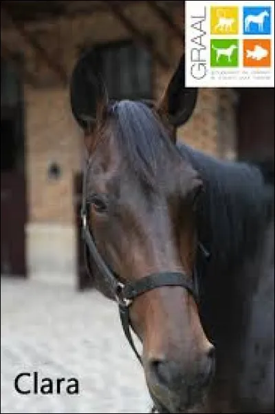 Quand le cheval est dans cette position, que cela signifie-t-il ?