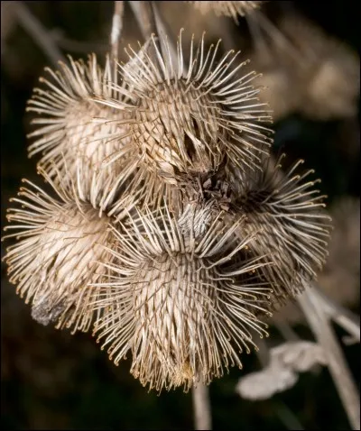 Quelle plante a donné l'idée du velcro à son inventeur ?