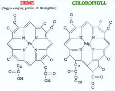 Les éléments respiratoires et énergétiques sont des organites spécialisés, le(s)/la [...] et , chez les végétaux, le(s)/la [...], au sein duquel l'/le/la [...], transformera l'énergie [...] en énergie chimique utilisable par la cellule.