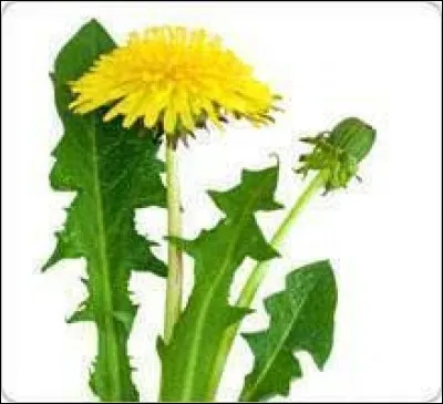 Quel est l'autre nom du pissenlit ?