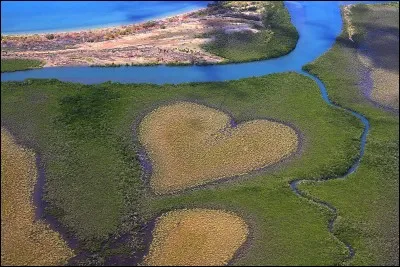 Où se situe cette formation végétale appelée Cur de Voh ?