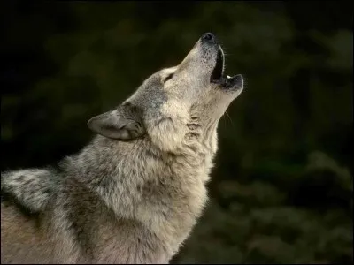 Quel est le nom du chien dans "L'appel de la Forêt" ?