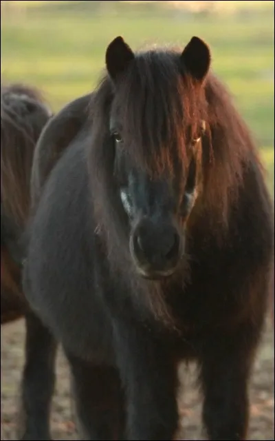 A partir de quelle taille un poney est-il qualifié de cheval ?