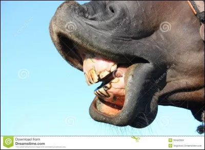 Combien de dents possède le cheval ?