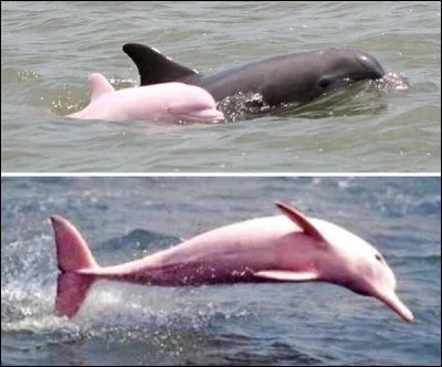 Quel est cet animal très gentil avec les humains mais avec une couleur particulière ?